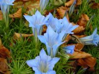Big pale blue flowers